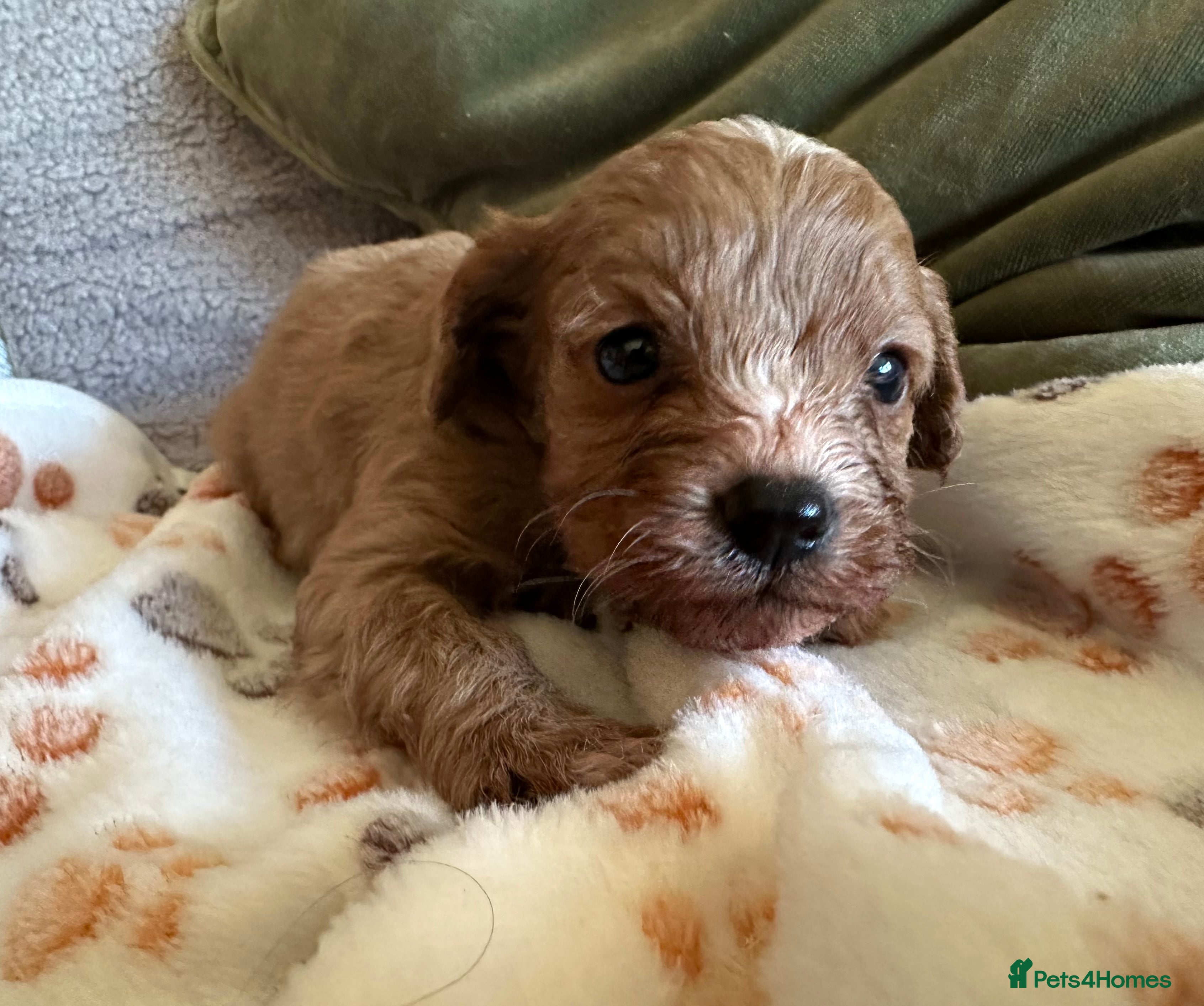 Cavapoo dogs Cavapoo Puppies - Advert 3