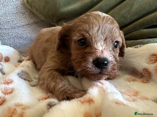 Cavapoo dogs Cavapoo Puppies - Advert 4