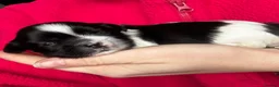 Lhasa Apso dogs for sale: KC registered pups - show quality!! - Advert 1