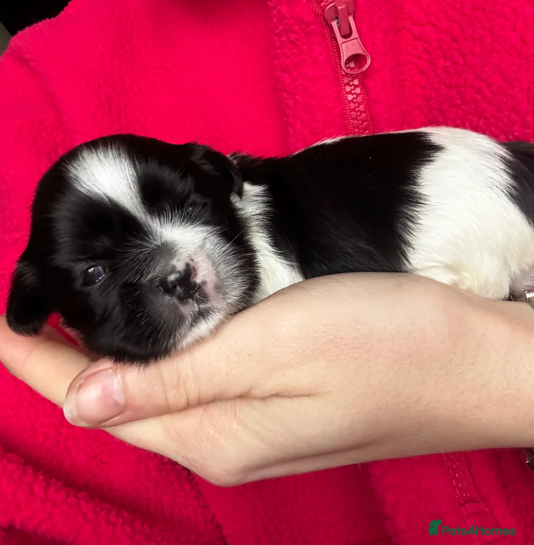 Lhasa Apso dogs for sale: KC registered pups - show quality!! - Advert 1
