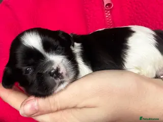 Lhasa Apso dogs KC registered pups - show quality!! - Advert 2