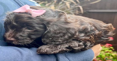 Cavapoo dogs - Advert 13