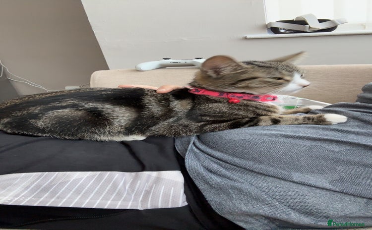 Domestic Shorthair cats - Advert 1