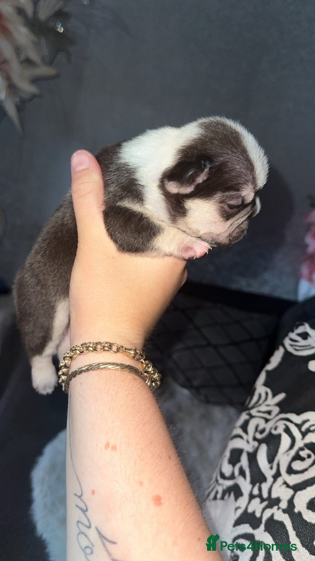 French Bulldog dogs for sale: French bulldog puppies - Image 2