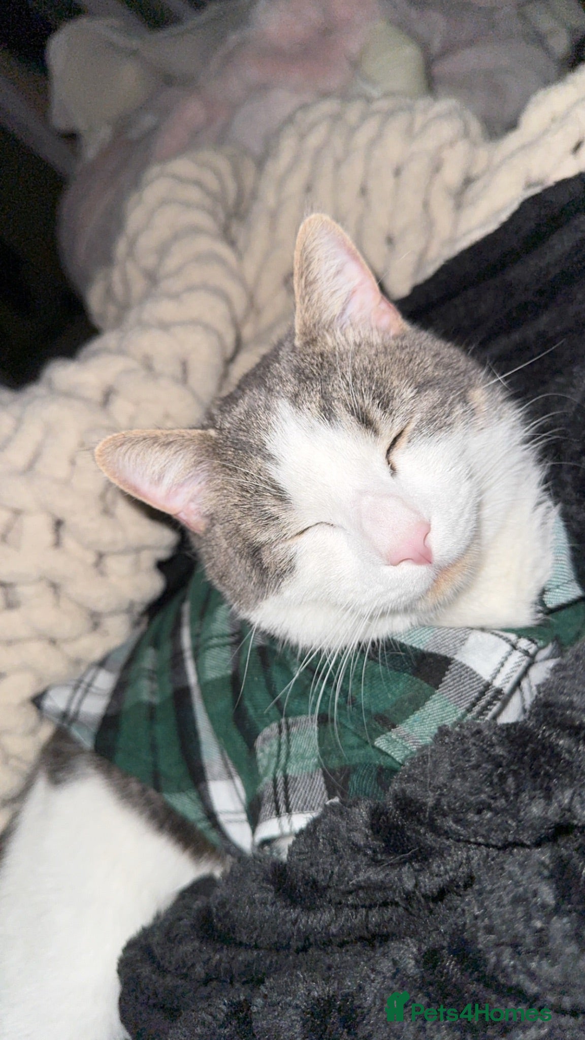 Mixed Breed cats MALE CAT TO BE REHOMED - Advert 11