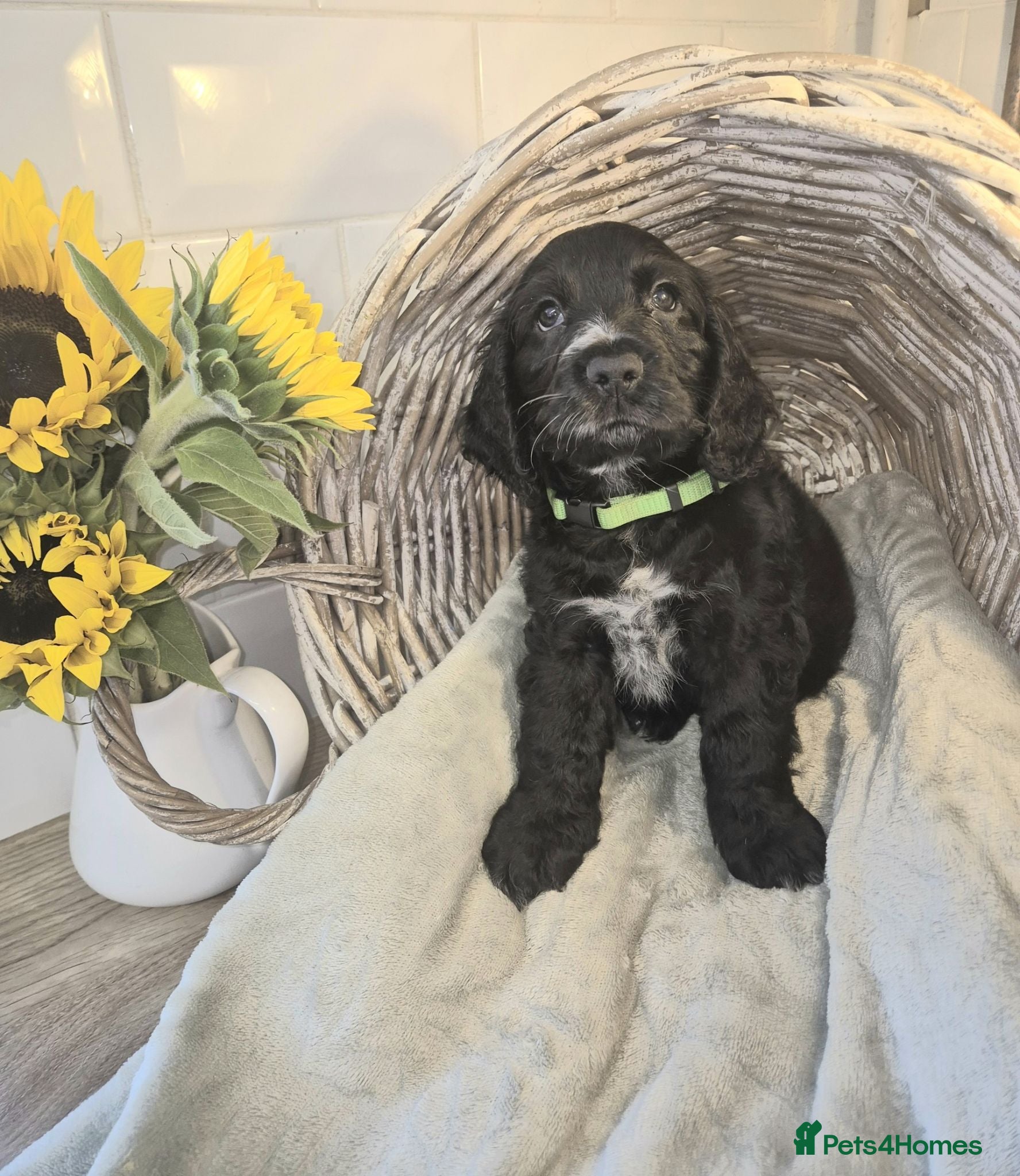 Cocker Spaniel dogs Ready now: Litter of Show Type Cocker Spaniels  - Advert 2