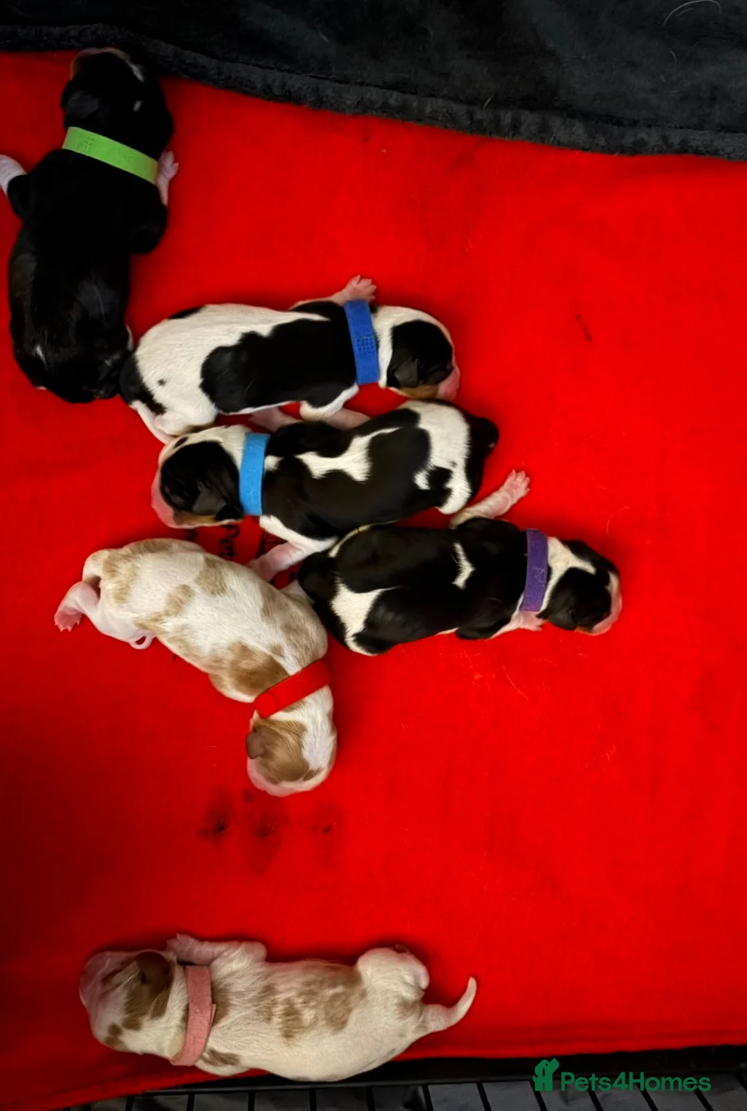 Cavalier King Charles Spaniel dogs for stud: FOR STUD ONLY  - Advert 8