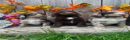 Sproodle dogs for sale: Rare Sproodle Doodle Merle Chocolate Puppies  - Advert 28