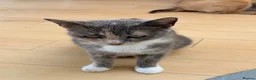 Mixed Breed cats for sale: 7 kittens looking for their forever homes in Kilwinning - Advert 1