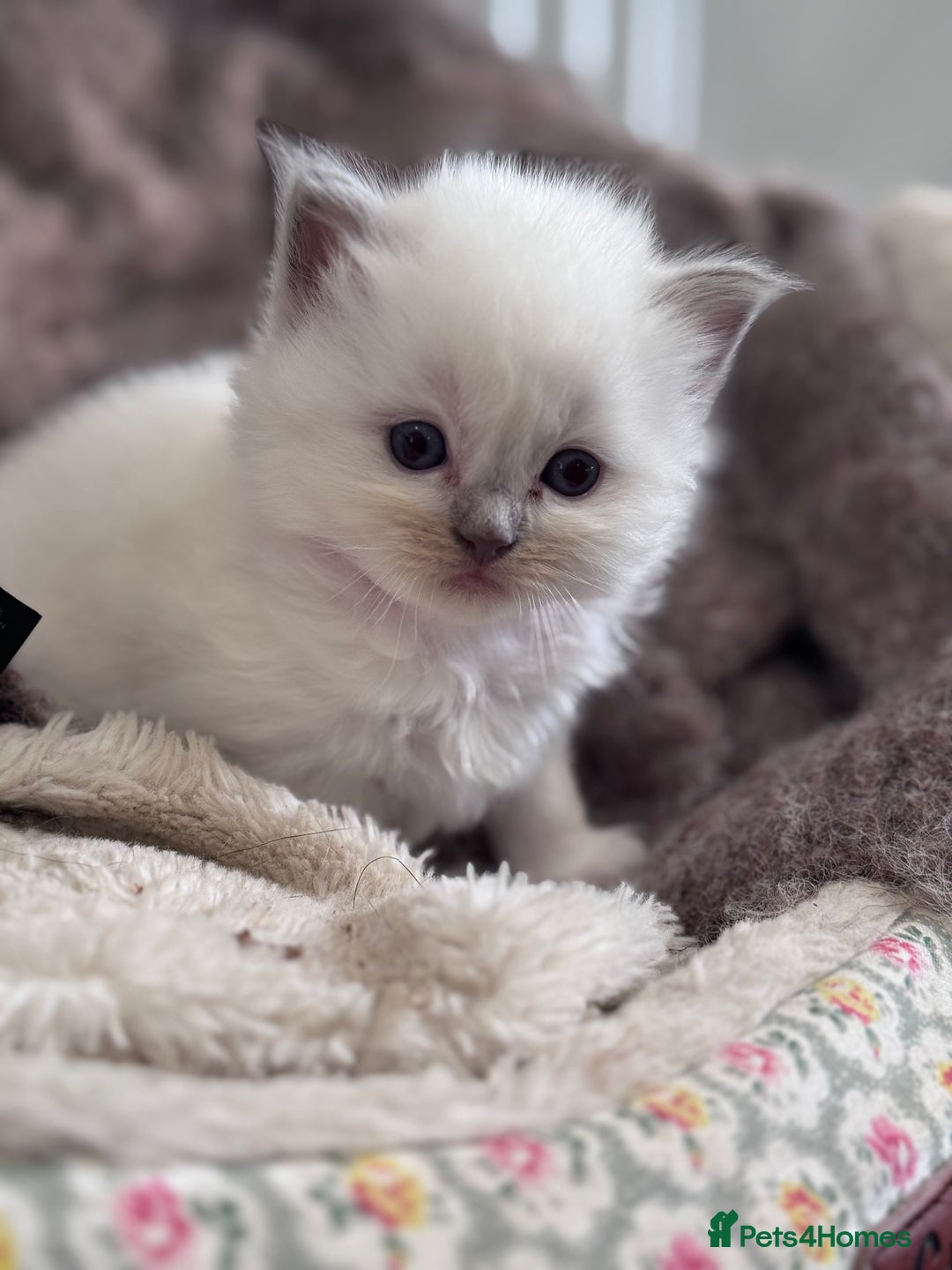 Ragdoll cats for sale: Ragdoll X British Blue beauties - Advert 4