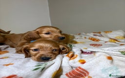 Cocker Spaniel dogs for sale: Cocker spaniel puppies (show)  - Image 5