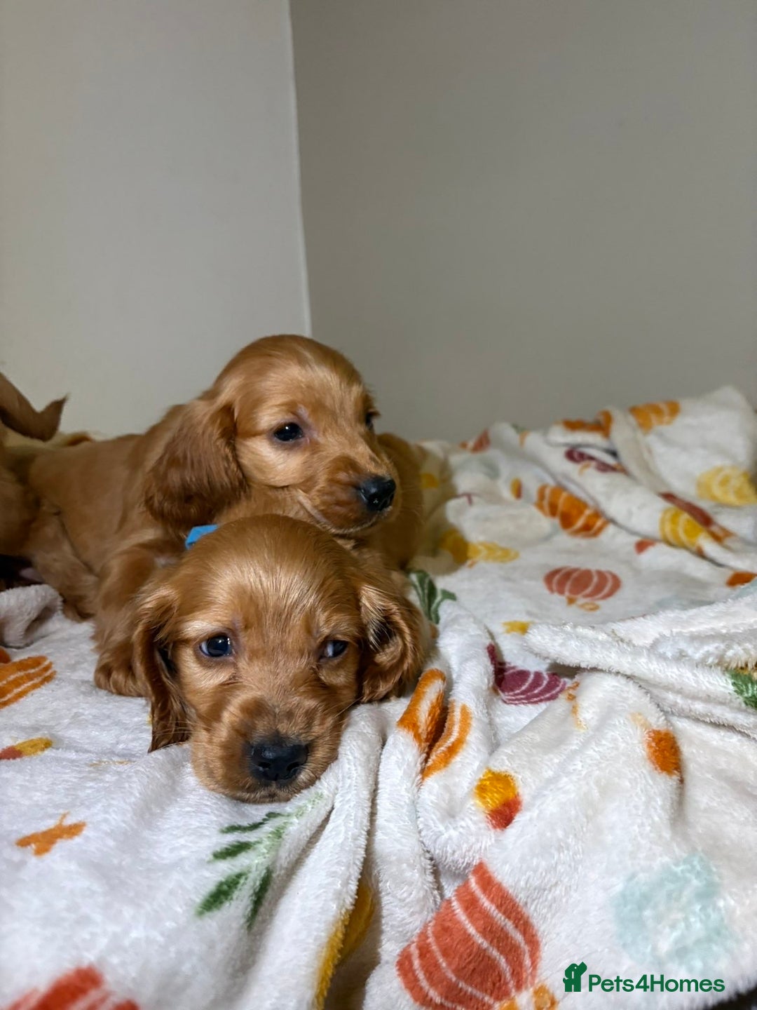 Cocker Spaniel dogs for sale: Cocker spaniel puppies (show)  - Image 5