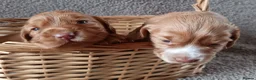 Cocker Spaniel dogs for sale: 6 STUNNING KC REGISTERED COCKER SPANIEL PUPPIES  - Advert 15
