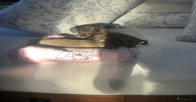 Dachshund dogs Miniature dashound - Advert 12