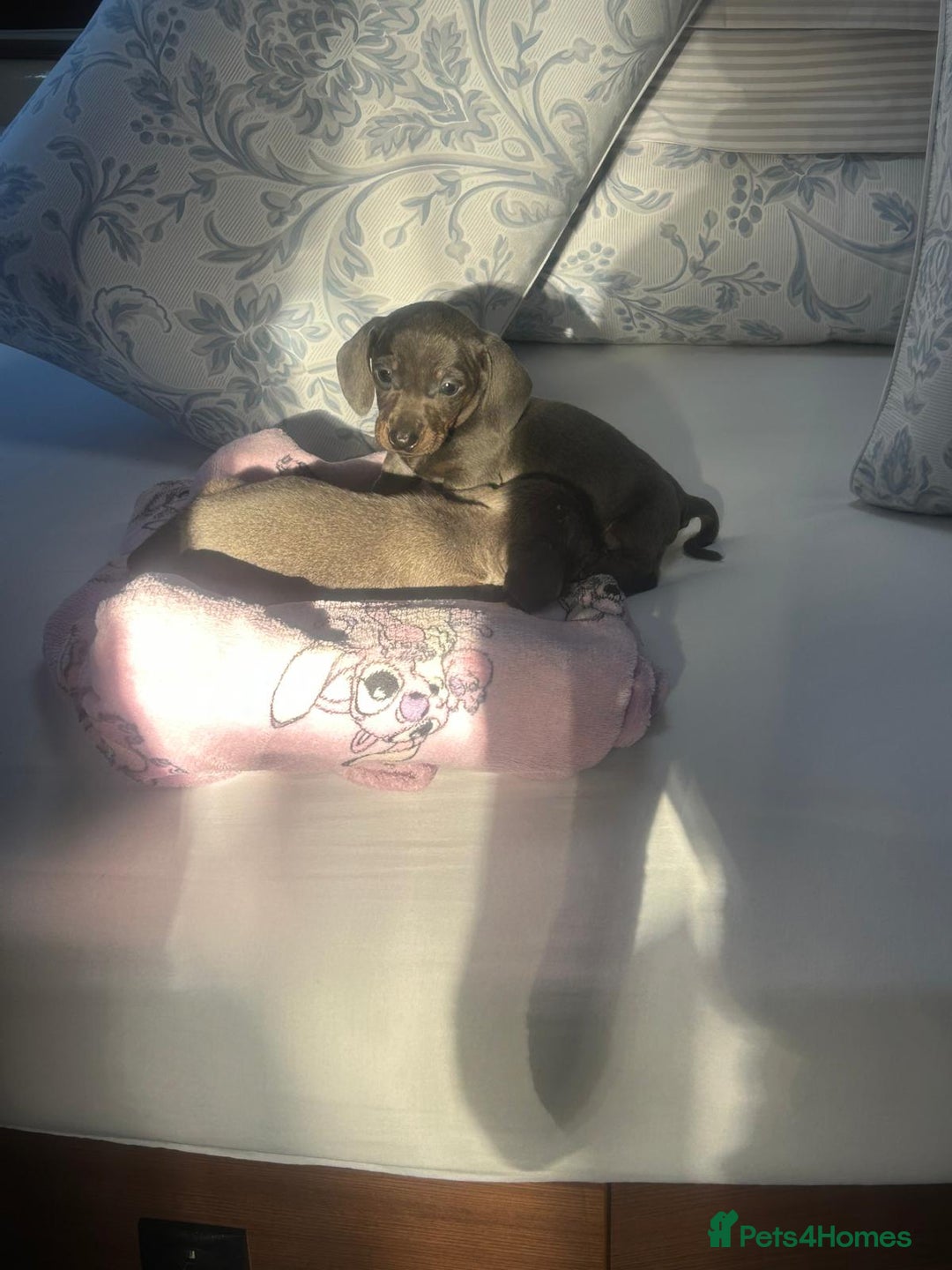 Dachshund dogs for sale: Miniature dashound - Advert 2