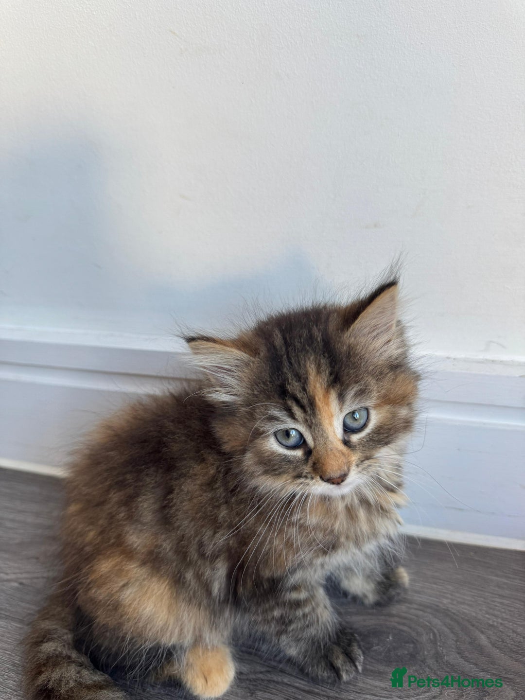 Mixed Breed cats for sale: Kittens ready for their forever home  - Image 3
