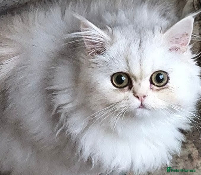 Persian cats ♦🍒White shaded Persian kittens ready now - Advert 2
