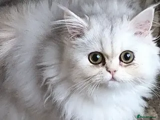 Persian cats ♦🍒White shaded Persian kittens ready now - Advert 2
