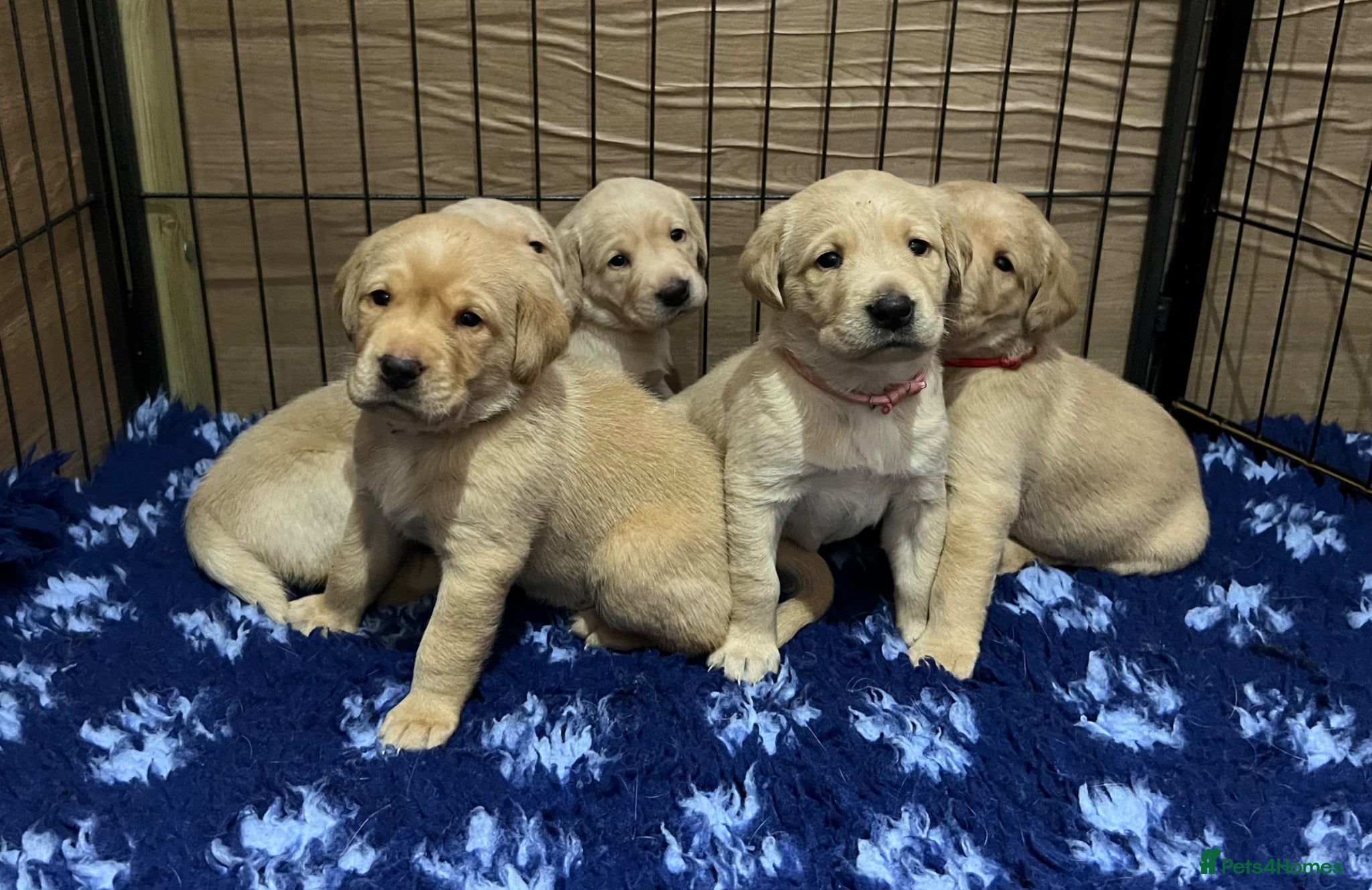 Labrador Retriever dogs Stunning KC Registered Champion line Puppies  - Advert 1