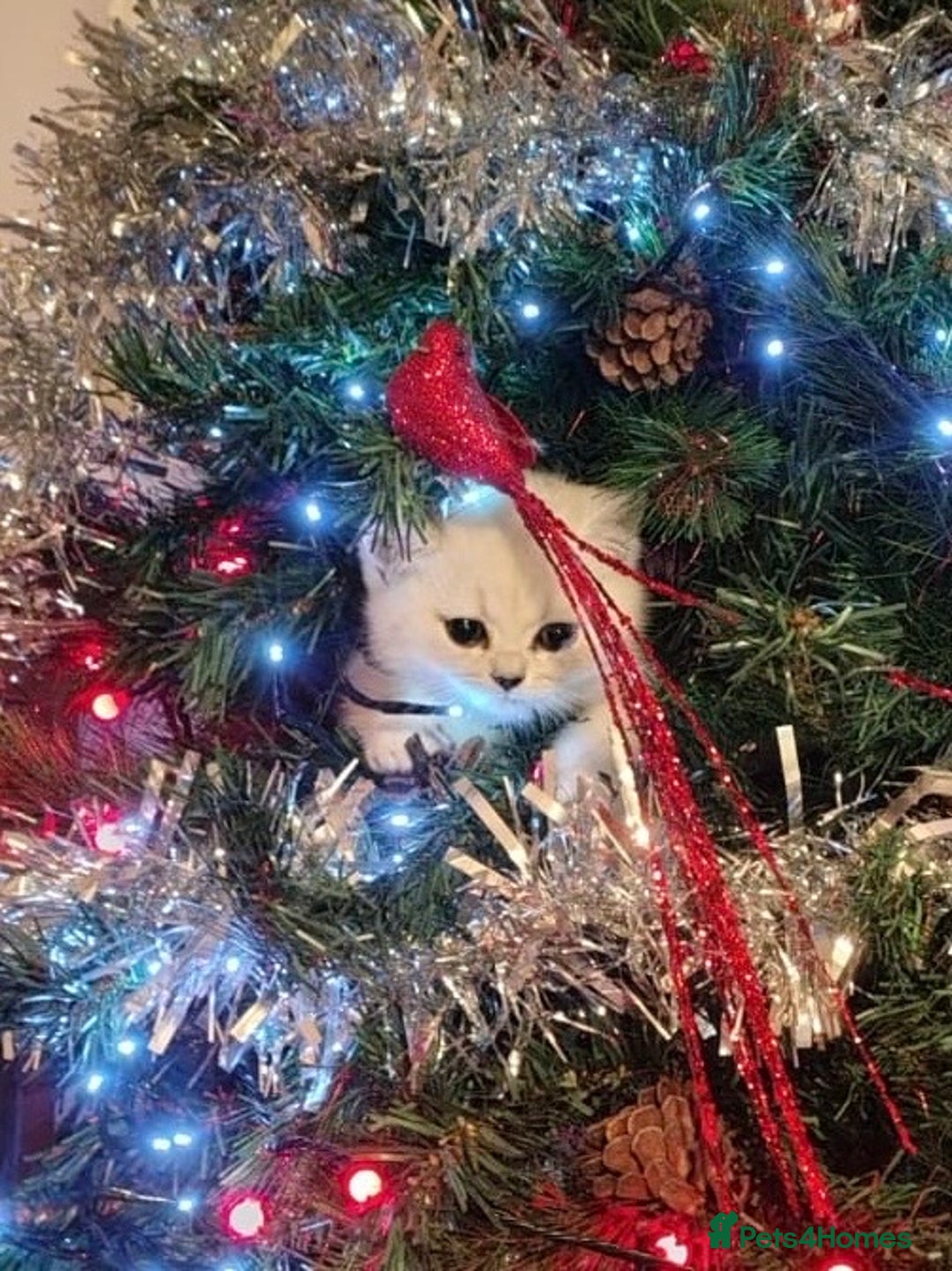 British Shorthair cats for sale: Black Tipped British Shorthair kittens - Advert 6