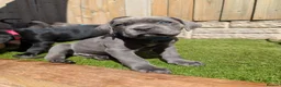 Cane Corso dogs for sale: Cane corso puppies  - Advert 18