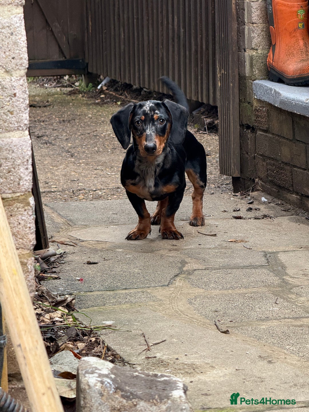 Miniature Dachshund dogs for sale: Miniature dachshund boy 💙 - Advert 3