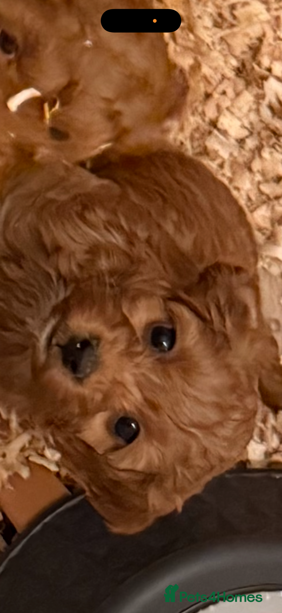 Cockapoo dogs for sale: Cockatoo puppies - Advert 13