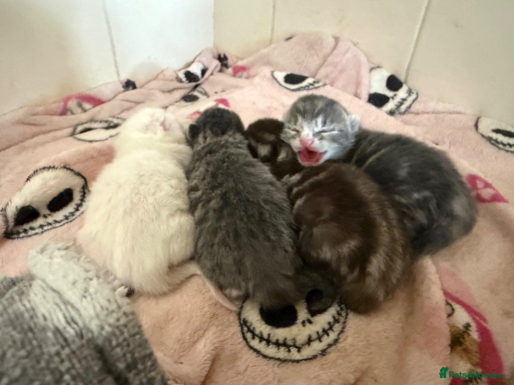 Mixed Breed cats Four beautiful kittens ready 28/05 - Advert 1