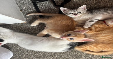 Mixed Breed cats - Advert 2