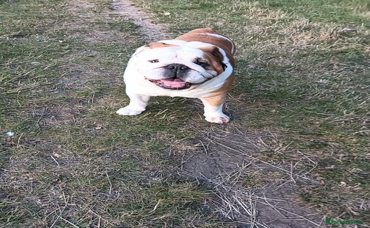 English Bulldog dogs in Brighouse - Advert 18