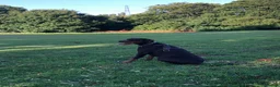 Dobermann dogs for sale: 🏆 Exceptional KC Registered Dobermann Puppies 🏆 - Advert 17