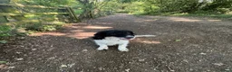Mixed Breed dogs for sale: Male neutered sprocker cross to be rehomed - Advert 2