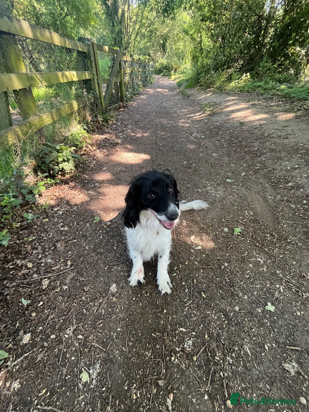 Mixed Breed dogs for sale: Male neutered sprocker cross to be rehomed - Advert 2