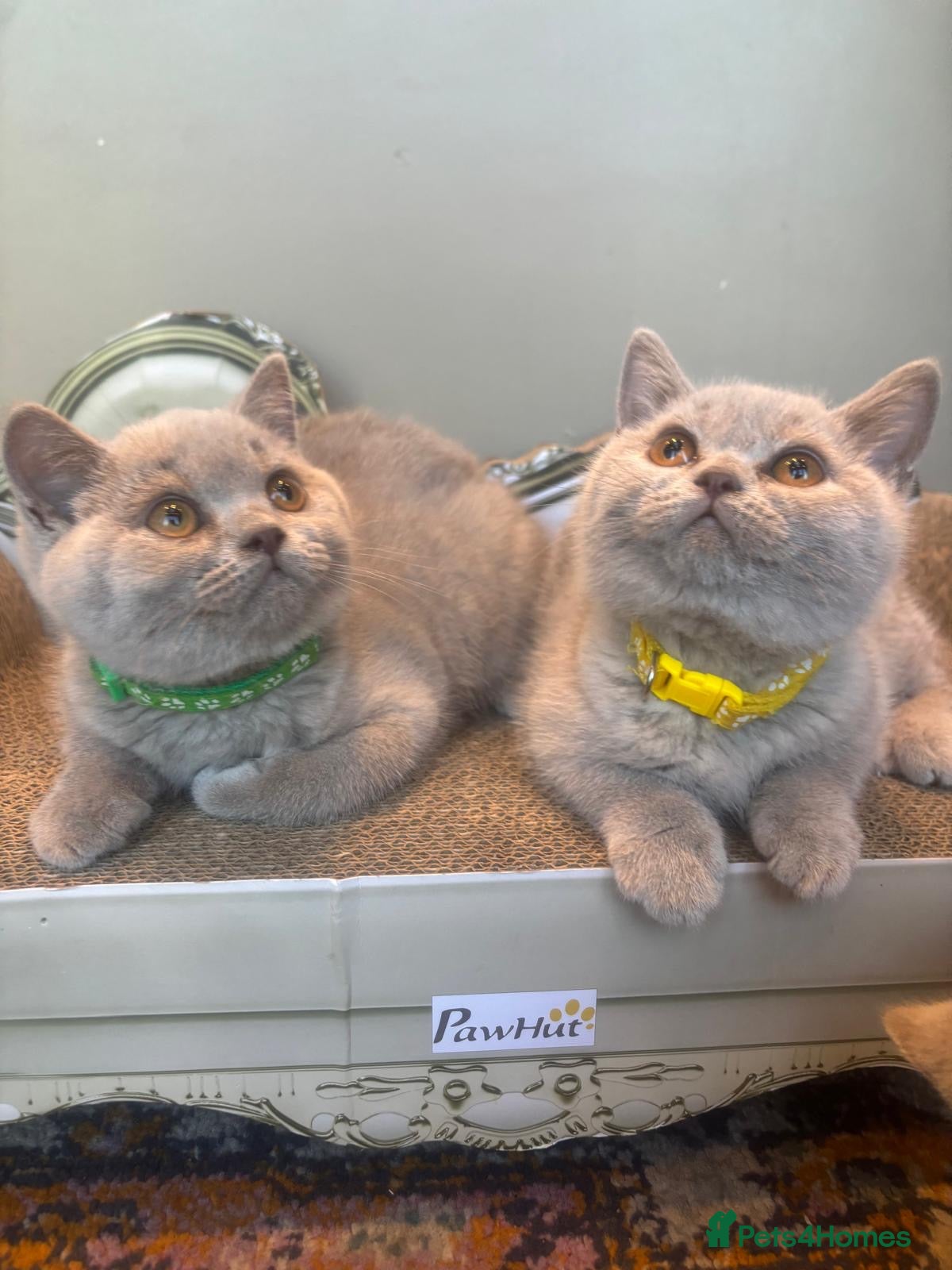 British Shorthair cats British shorthair lilac kittens  - Advert 16