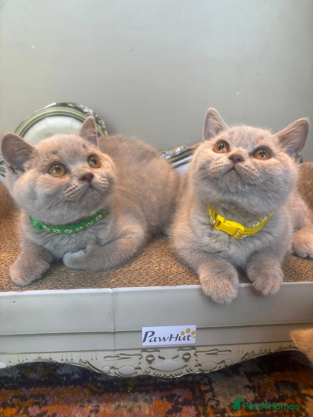 British Shorthair cats for sale: British shorthair lilac kittens  - Advert 1