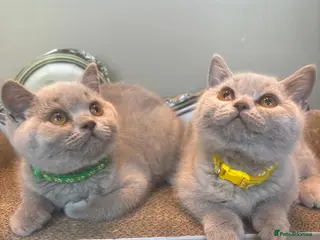British Shorthair cats British shorthair lilac kittens - Advert 4