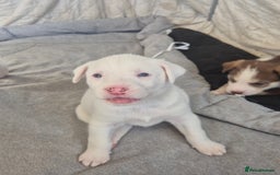 Mixed Breed dogs for sale: Husky mix puppies. Ready to leave! - Image 12