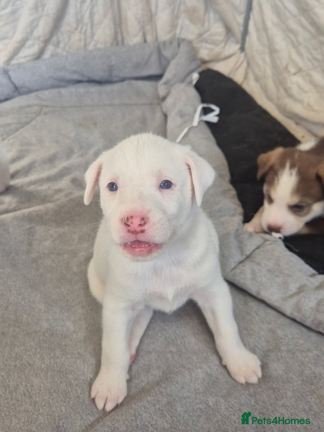 Mixed Breed dogs for sale: Husky mix puppies. Ready to leave! - Image 12