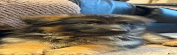German Shepherd dogs for sale: LARGE KC BIG BONE PUPPIES READY TO GO - Advert 19