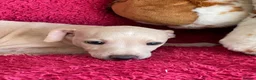 Italian Greyhound dogs for sale: 5 wonderful Wiggy’s licensed breeder  - Advert 9