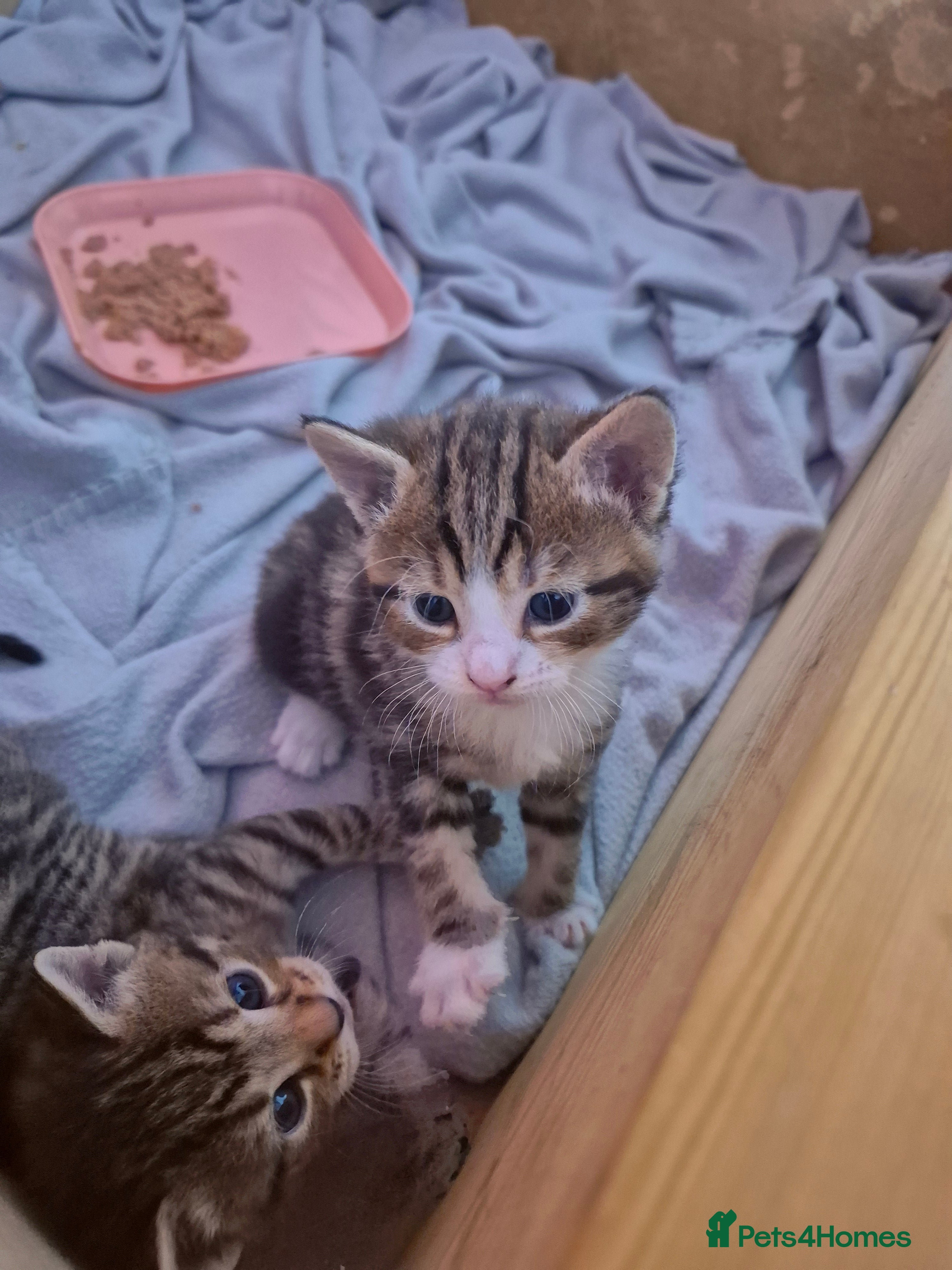 Domestic Shorthair cats for sale: 4 gorgeous kittens.  - Advert 2