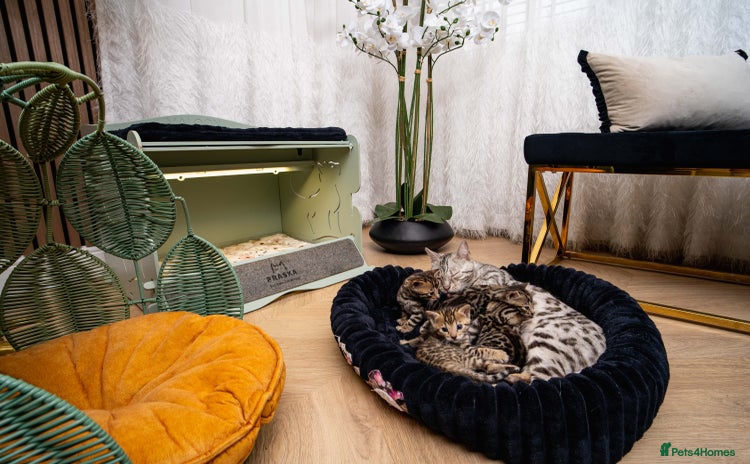 Bengal cats - Advert 4