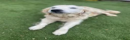 Golden Retriever dogs for sale: 🤍Cream / Platinum Golden Retriever Pups 🤍 - Advert 25