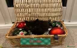 Maine Coon cats for sale: ✨pedigree maine coon kittens - Extra Large lines ✨ - Advert 4