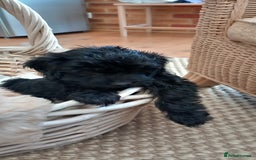 Cockapoo dogs for sale: Beautiful cockapoo puppies  - Image 7