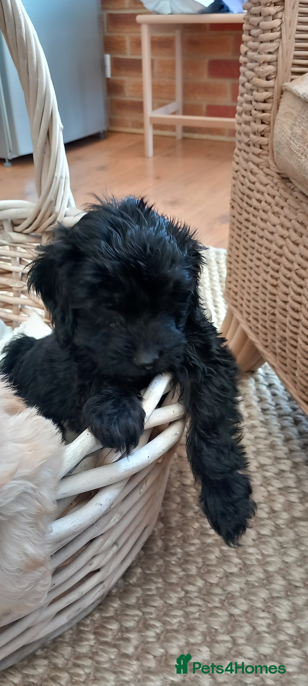 Cockapoo dogs for sale: Beautiful cockapoo puppies  - Image 7