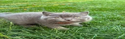 British Shorthair cats for sale: Blue British Shorthair Kittens  3 boys 1 girl - Advert 9