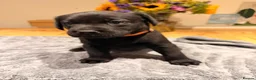 Labrador Retriever dogs for sale: Beautiful litter of Labrador Puppies  - Advert 25