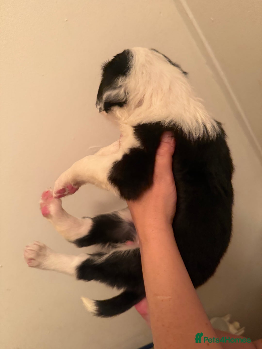 Border Collie dogs for sale: Border collie pups - Image 3