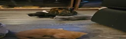 Mixed Breed cats for sale: 4 stunning kittens - Advert 14
